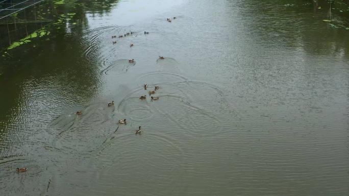 湿地湖泊的野鸭群