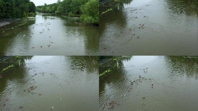 湿地湖泊的野鸭群