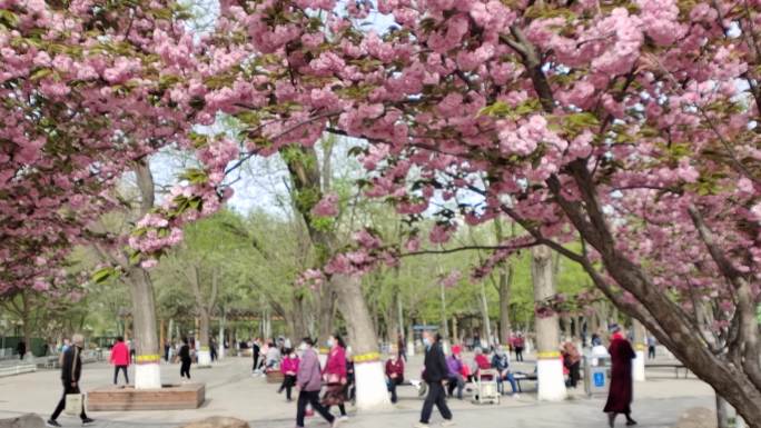 【原创】公园樱花树下锻炼的市民