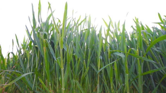 升格原创 小麦苗 绿色小麦 粮食种植农田