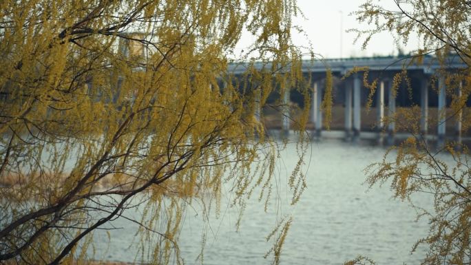 春天的柳树 樱花树 河边 风筝