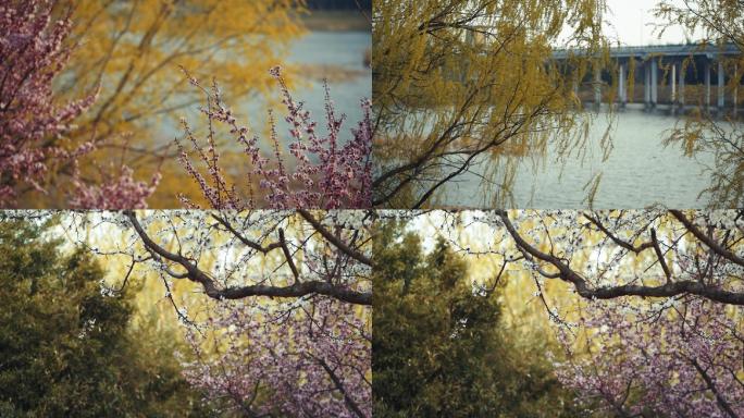 春天的柳树 樱花树 河边 风筝