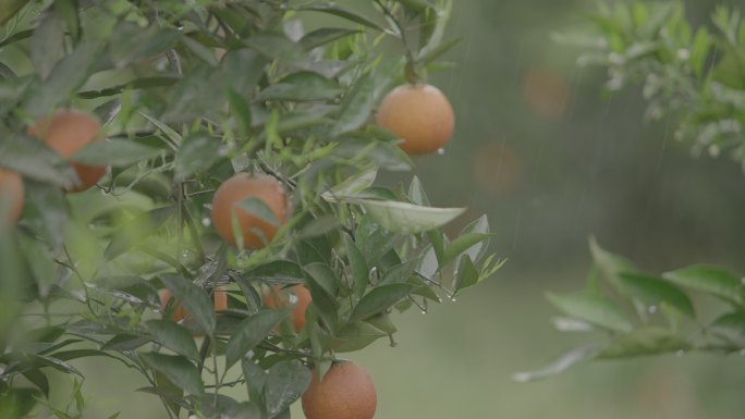 水果 橙子 血橙 雨中果树 橙子成熟