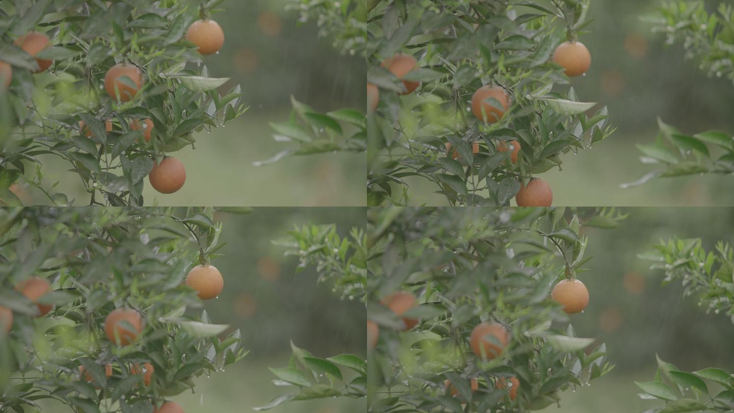 水果 橙子 血橙 雨中果树 橙子成熟