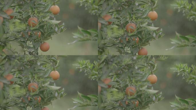 水果 橙子 血橙 雨中果树 橙子成熟