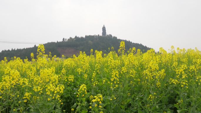 潼南油菜花