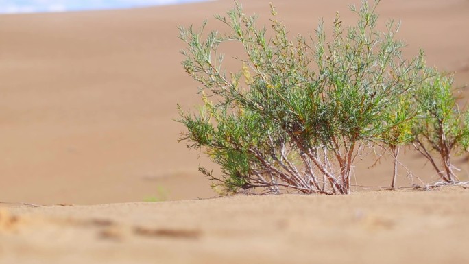 沙漠植物纪录片实拍