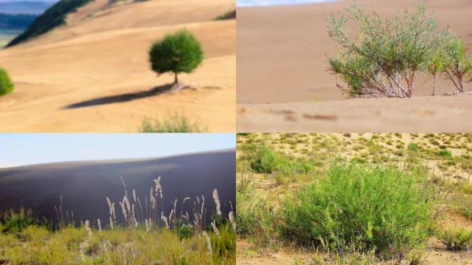沙漠植物纪录片实拍