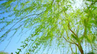 0下载明媚春天阳光柳枝飘动柳叶飘动0下载老柳树发新枝新叶飘动老树