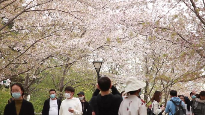 春季樱花树下有很多游客游玩拍照
