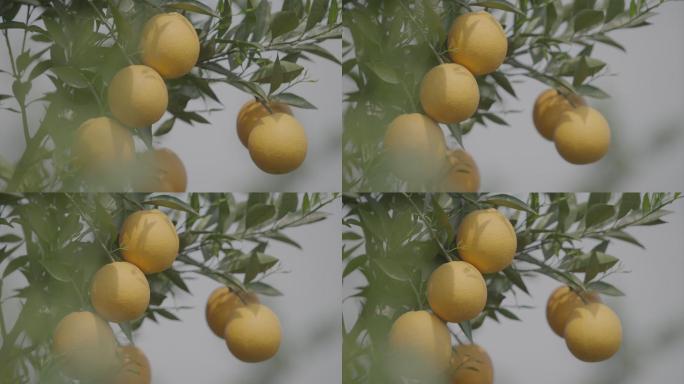 水果 橙子 血橙 橙子树 橙子成熟