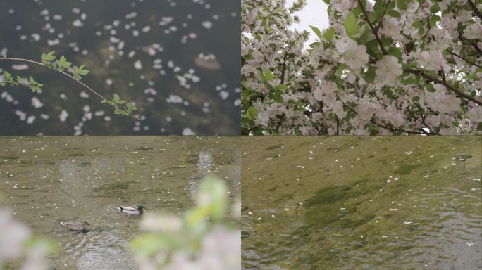 原创4K唯美花瓣雨落花流水