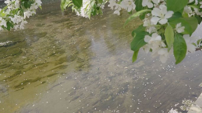 原创4K唯美花瓣雨落花流水