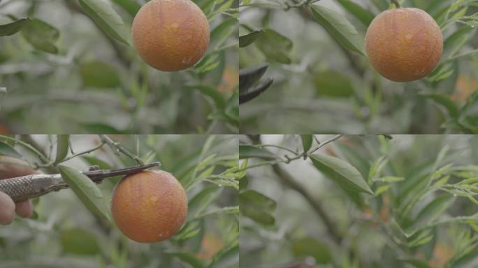 水果 橙子 血橙 橙子树 橙子成熟 采摘