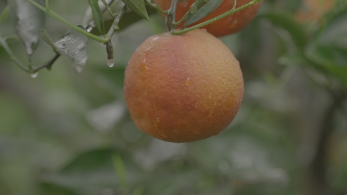 橙子 血橙 水果 橙子树 橙