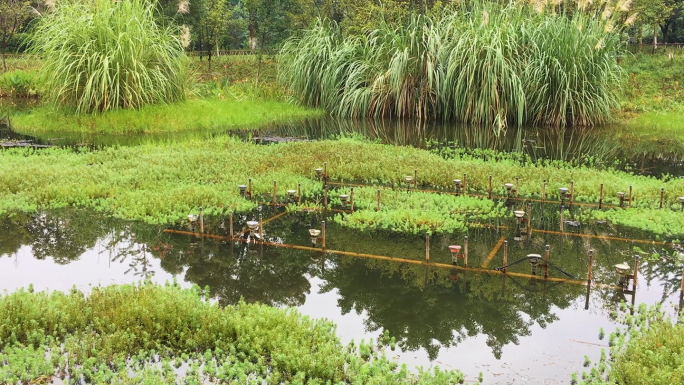 池塘粉绿轮叶狐尾藻，水塘荒废音乐喷泉灯具