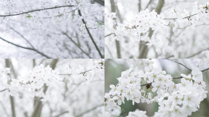 樱花盛开特写