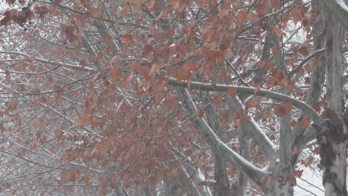 大雪中的梧桐树
