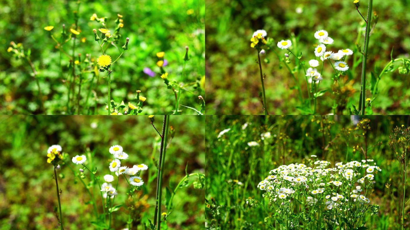 两朵红花、一丛白花在风中摆动