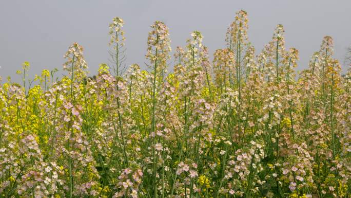 潼南油菜花 彩色油菜花