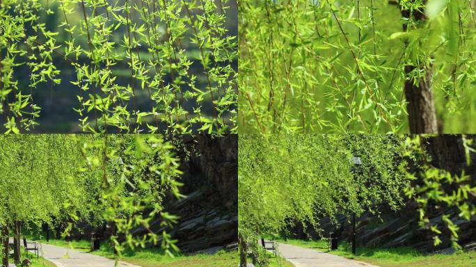 中国风  湖边柳树  适合描述春天的气息
