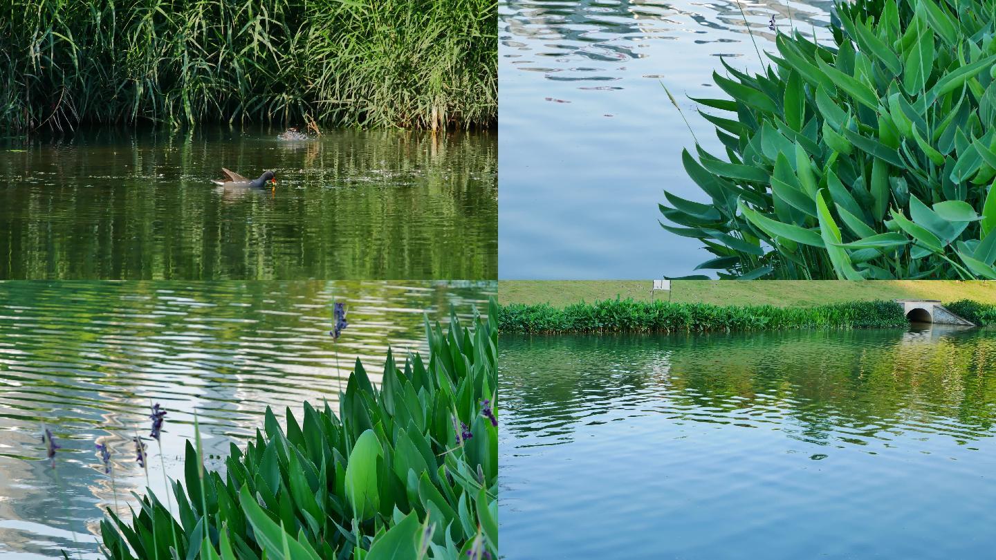 那考河湿地公园生态环境河边水草空镜