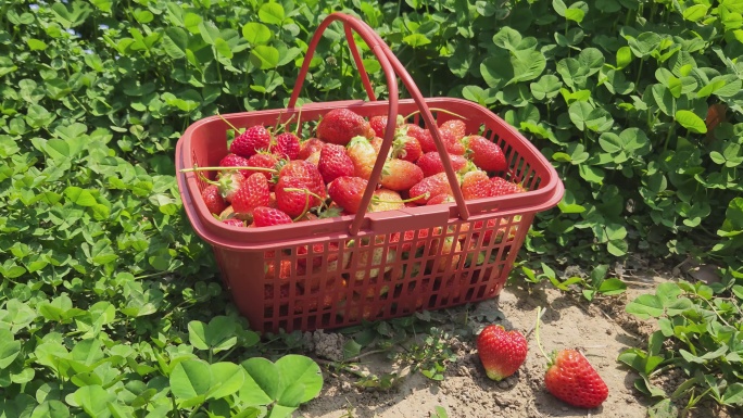 草莓果篮2