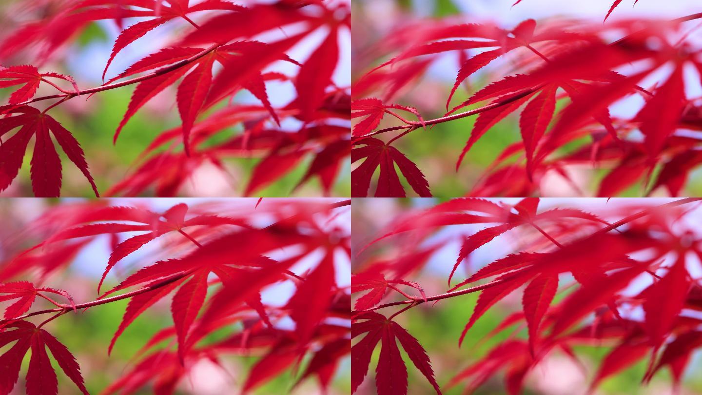 红色的枫叶