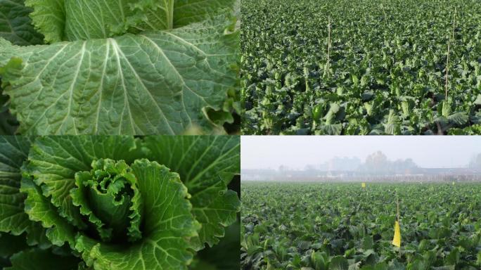 大白菜 收获大白菜10