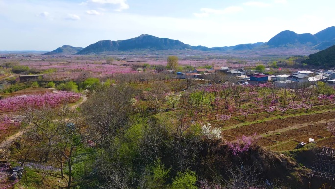 航拍农田桃园