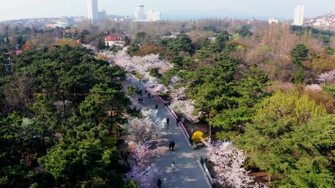 4K航拍青岛中山公园樱花大道