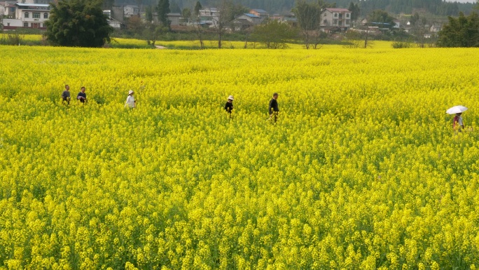 潼南油菜花 游客