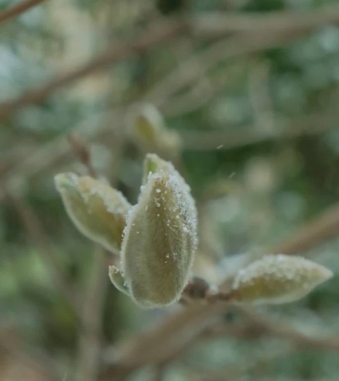 雪中的花