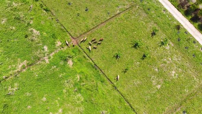 4K航拍野生麋鹿保护基地麋鹿活动合集