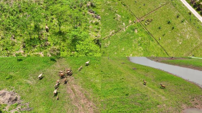 4K航拍野生麋鹿保护基地麋鹿活动合集