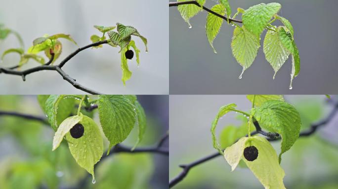 珍惜植物珙桐树开花雨雾中绽放的鸽子花