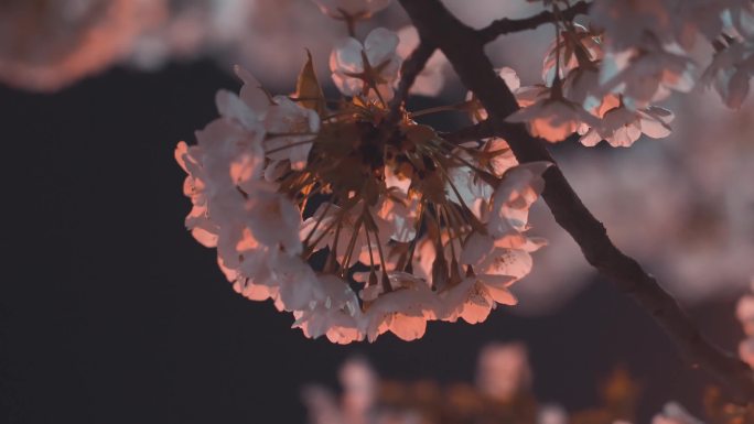 夜晚樱花