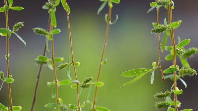 春风吹拂柳树柳条柳枝特写柳叶飘动