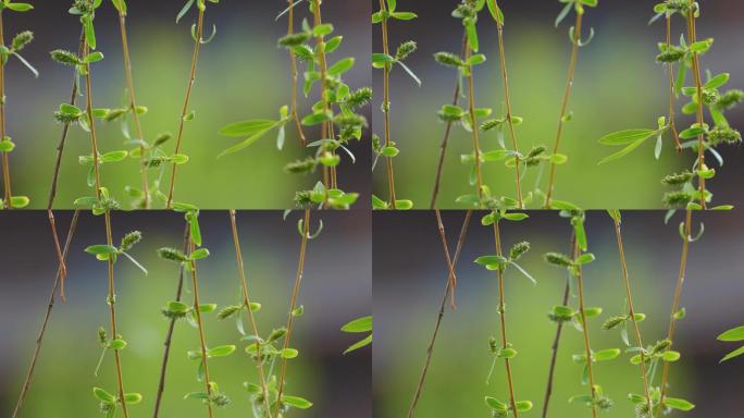 春风吹拂柳树柳条柳枝特写柳叶飘动