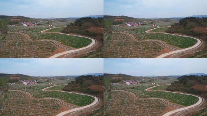 乡村振兴产业扶贫苹果种植基地苹果花A