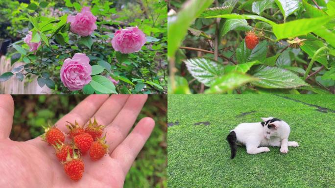 花和动物音乐卡点