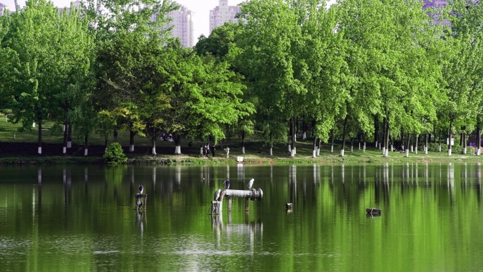 公园湖水绿色植物鸟类
