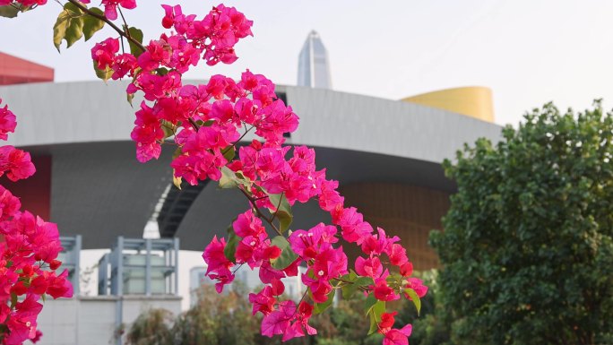 深圳市花三角梅