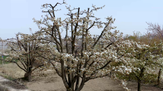 梨花实拍