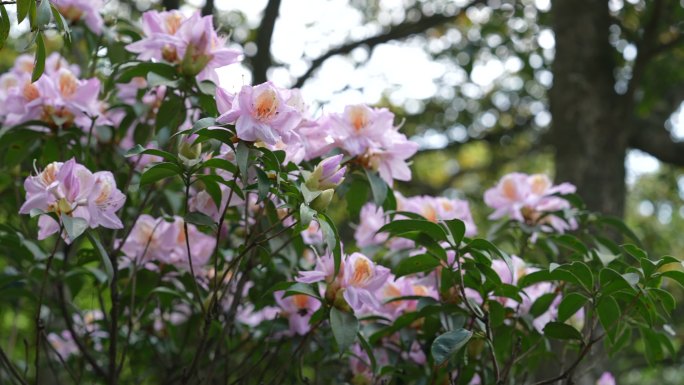 深圳罗湖区 梧桐山杜鹃花 花蕾 花蕊