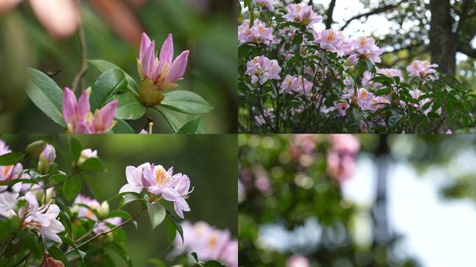 深圳罗湖区 梧桐山杜鹃花 花蕾 花蕊