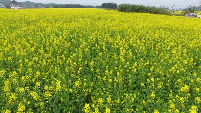 潼南油菜花