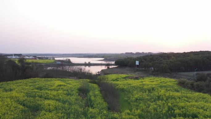 武汉江夏区梁子湖风景区赏花带航拍