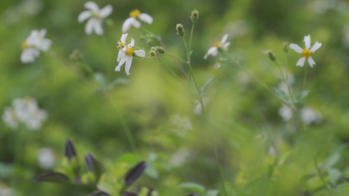 小草小菊花