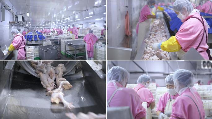 鸡肉加工厂 鸡肉生产车间